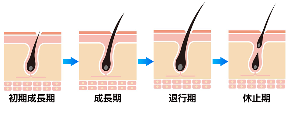 HARG療法の発毛の仕組み